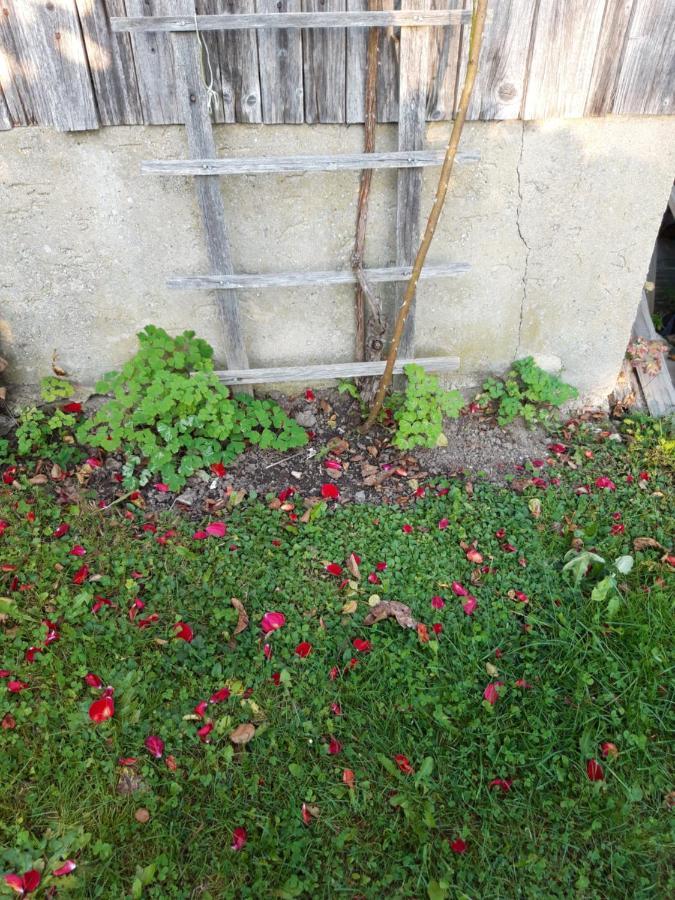 Ferienwohnung Im Seidlerhof Mit Balkon Und Garten Röhrnbach Εξωτερικό φωτογραφία